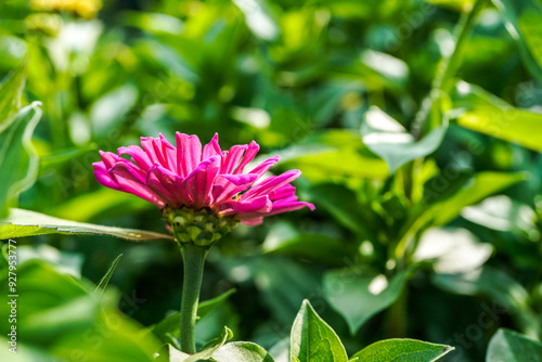 Side view of a bright, pink zinnia flower surrounded by the greenery of many plants.