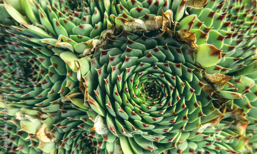 Obraz premium Sempervívum, Crassulaceae family, houseleek, flowering plant close up in details as natiral botanical floral texture pattern background backdrop