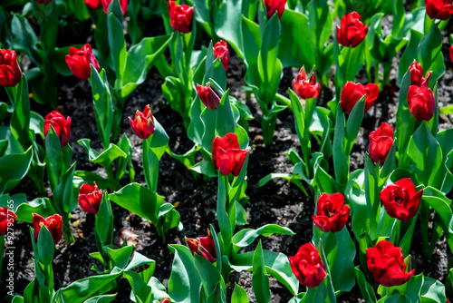 red tulips in the garden