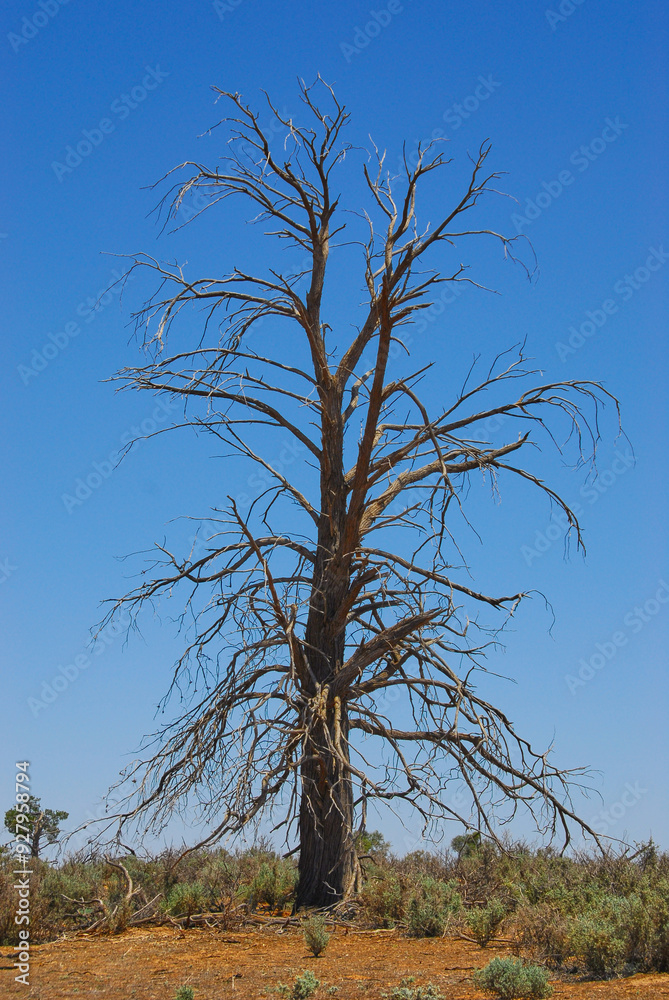 A tall dead cypress tree with gnarled branches in the Australian outback. A tall dead cypress tree with gnarled branches in the Australian outback.