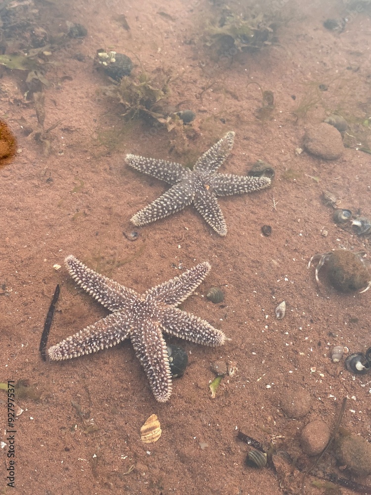 Two starfish in the water at low tide Two starfish in the water at low tide