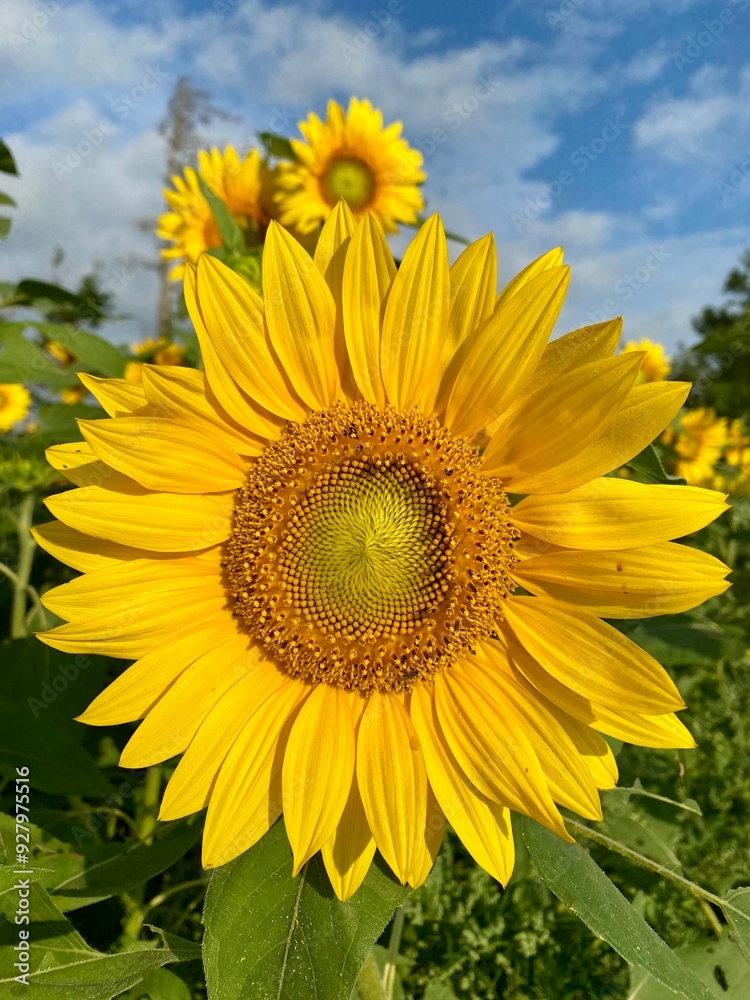Glorious Sunflowers facing the morning sunshine in the summertime