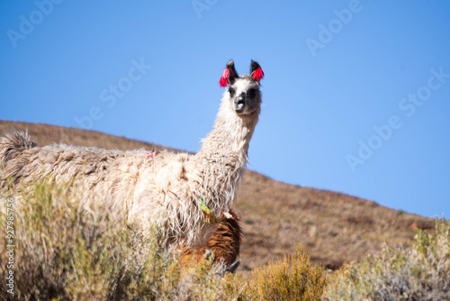 Llamas en la provincia de Jujuy, Argentina. Una mamífero típico del norte argentino que decora el paisaje con belleza y ternura. photo