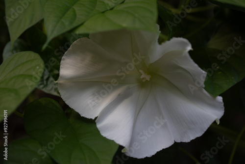 night blooming moonflower photo