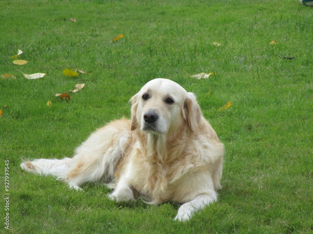 A serene moment of a Golden Retriever resting peacefully on a lush green lawn, embodying calm and contentment in nature’s embrace. A serene moment of a Golden Retriever resting peacefully on a lush green lawn, embodying calm and contentment in nature’s embrace.