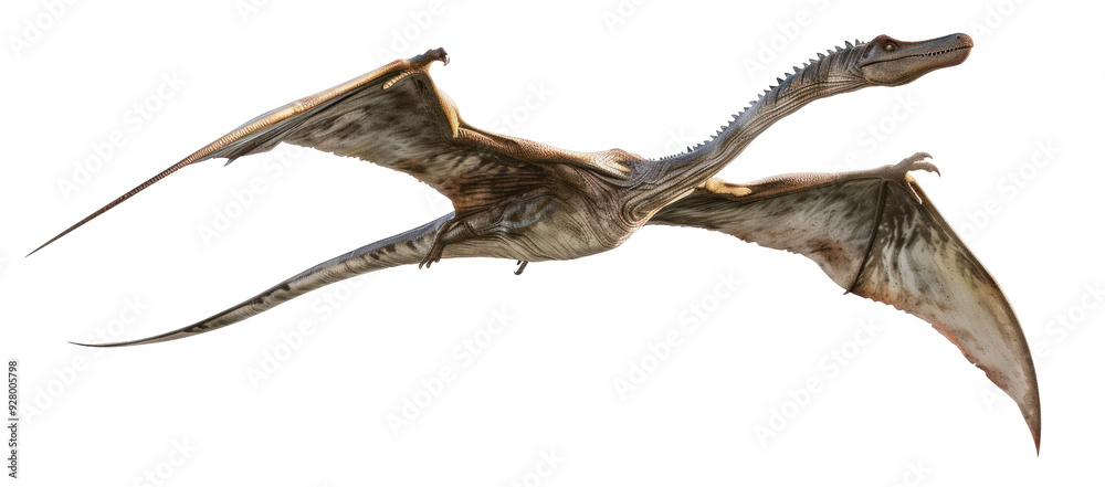 Fototapeta premium Flying Prehistoric Pterosaur Dinosaur