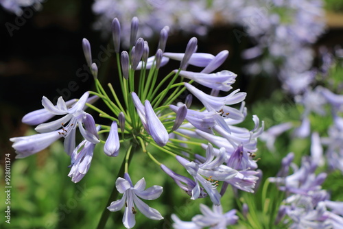 競うように咲き誇る薄紫色のアガパンサスの花