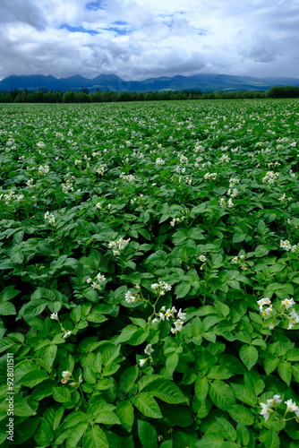 Blooming potato field