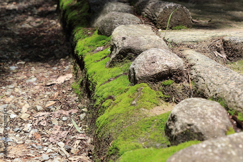 苔むした石の連なる道