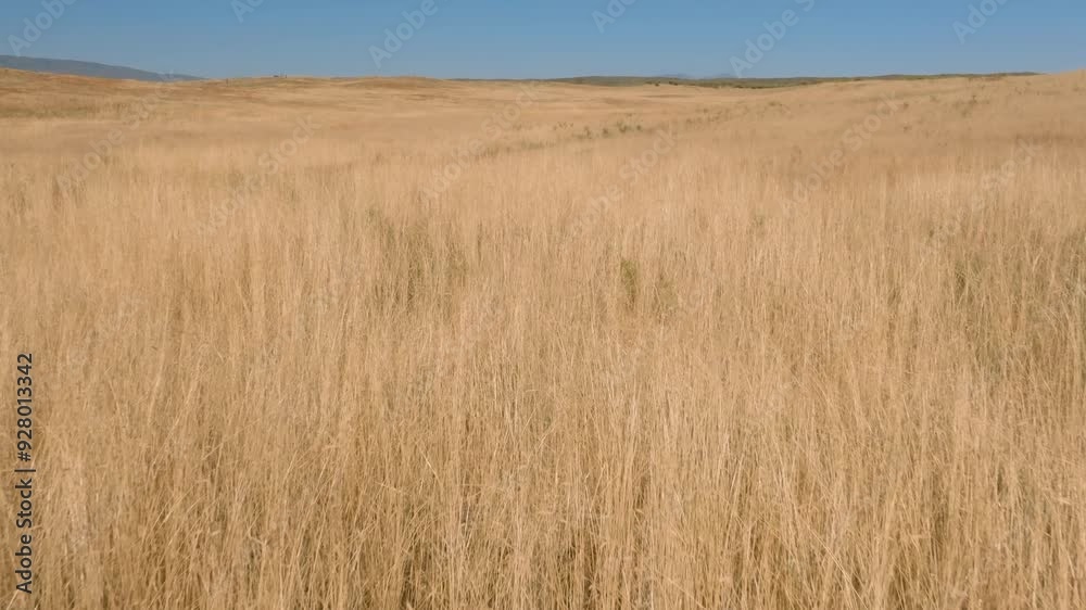 Flying low over a golden grass meadow in a western ranch during summer