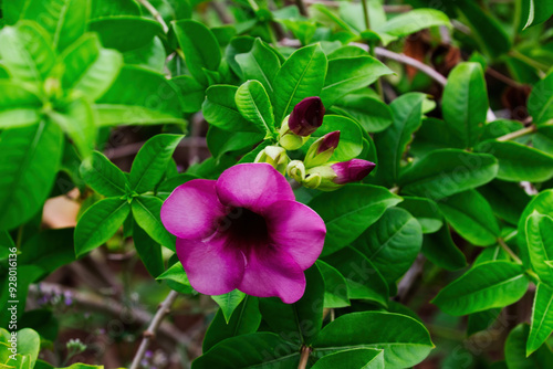 Purple Flower With Green Leaves On Bush Moorea South Pacific