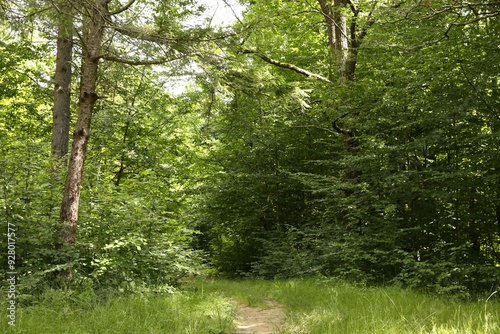 Beautiful green trees and pathway in forest