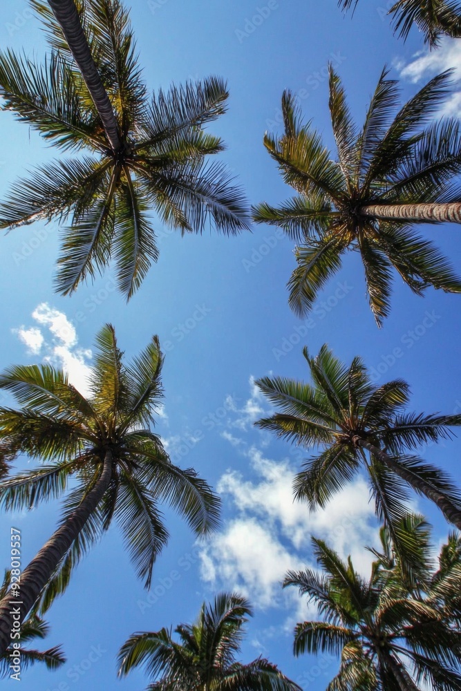 Tropical low-angle shot of palm trees against a clear blue sky, capturing the serene and relaxing vibes of a sunny day in paradise. Tropical low-angle shot of palm trees against a clear blue sky, capturing the serene and relaxing vibes of a sunny day in paradise.