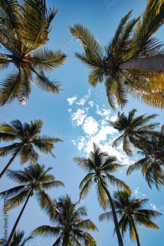 Wallpaper Mural Tropical low-angle shot of palm trees against a clear blue sky, capturing the serene and relaxing vibes of a sunny day in paradise. Torontodigital.ca