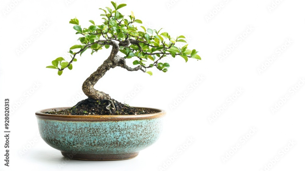 Bonsai tree with green leaves and brown trunk in a blue ceramic pot. Bonsai tree with green leaves and brown trunk in a blue ceramic pot.