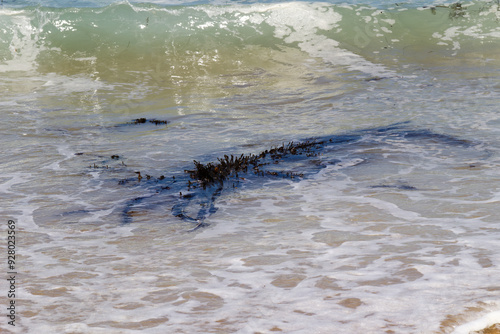 Seaweed Floating In Ocean Waves On Sand Beach California