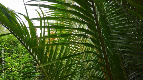 Close up of Mangrove palm or Nypa fruticans or Nipa palm in Vinh Long province, Mekong Delta Vietnam. photo