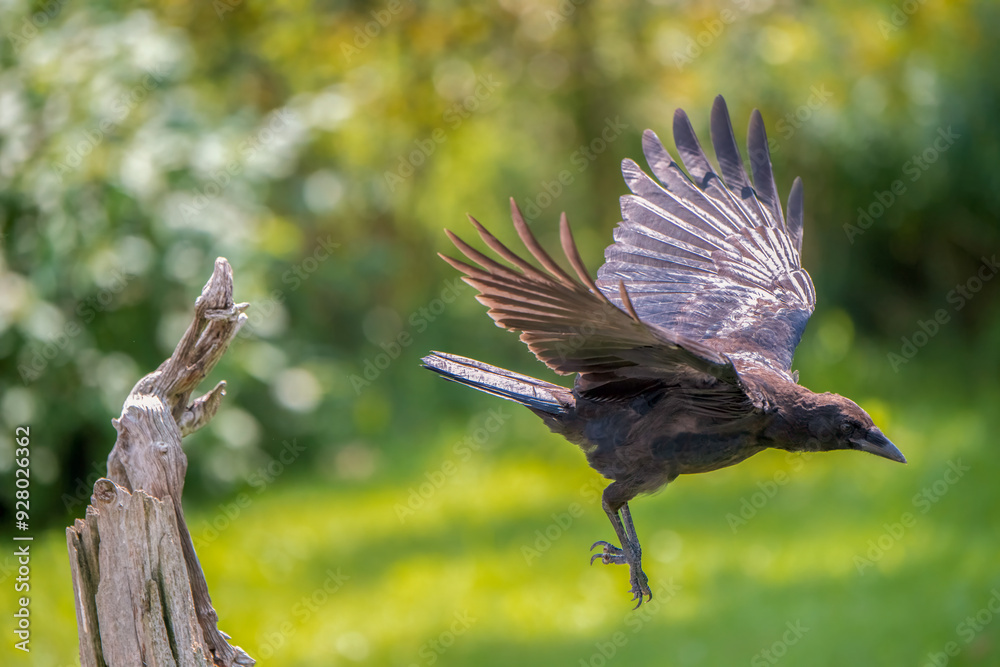 Obraz premium Crow in flight