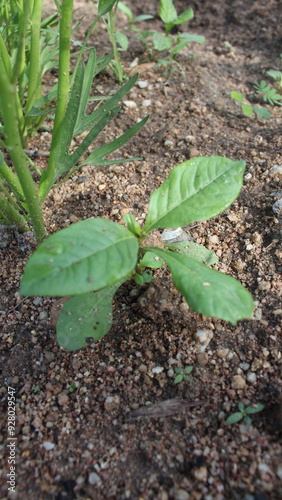 plant in the ground
