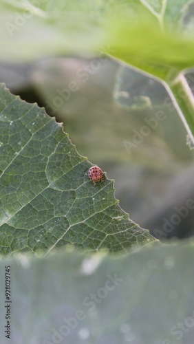 ladybug on a leaf