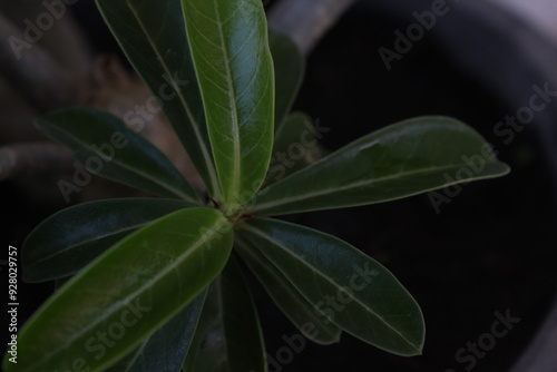 aloe vera plant in bloom