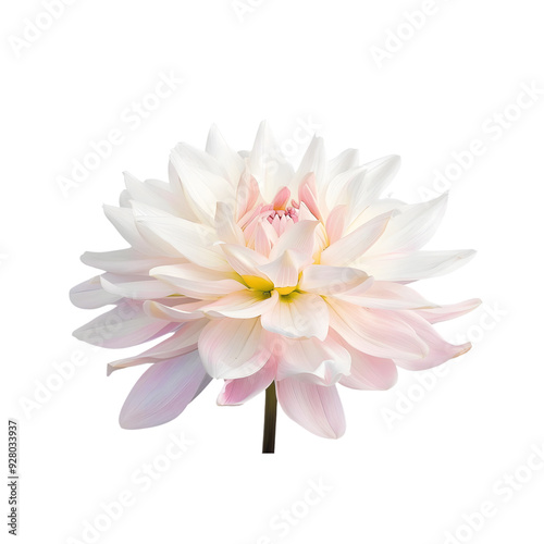 A detailed illustration of a waterlily dahlia with layered, delicate petals and a soft, textured appearance, isolated on a transparent background, ideal for botanical and floral designs.