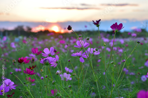 夕暮れのコスモス畑