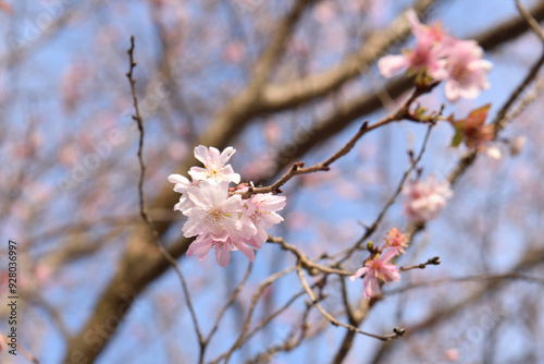 寒桜の花