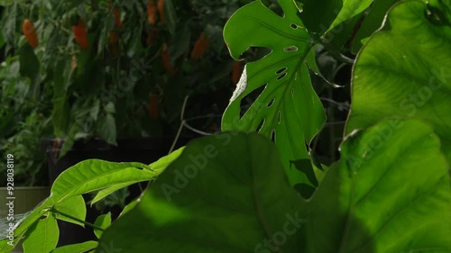 leafy green plants in the rain