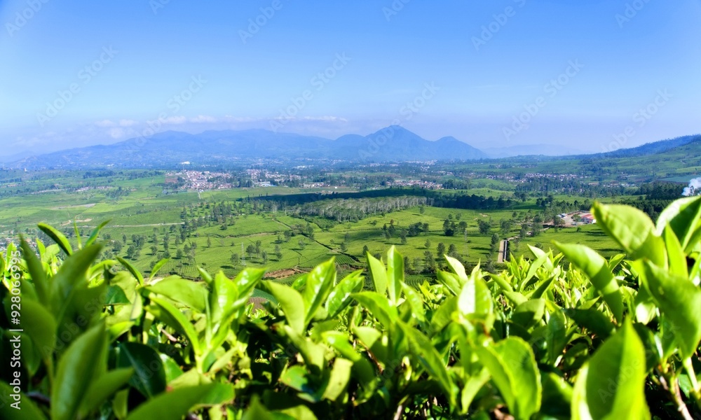 green tea garden with mountain view background
