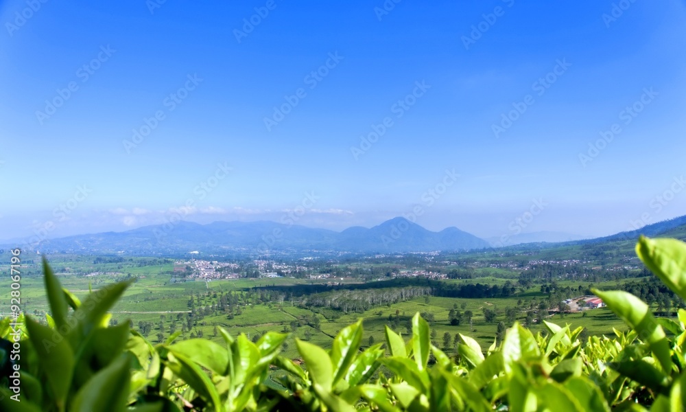 green tea garden with stunning mountain scenery in the background