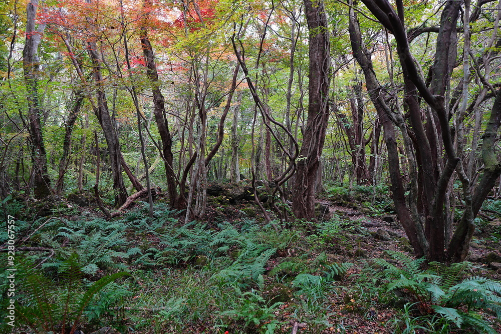 Fototapeta premium dense autumn forest with ferns and old trees