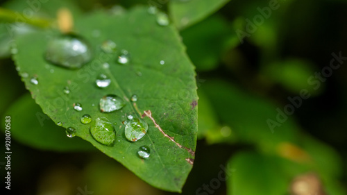 Drops Of Water Cascade Down A Bright Green Leaf