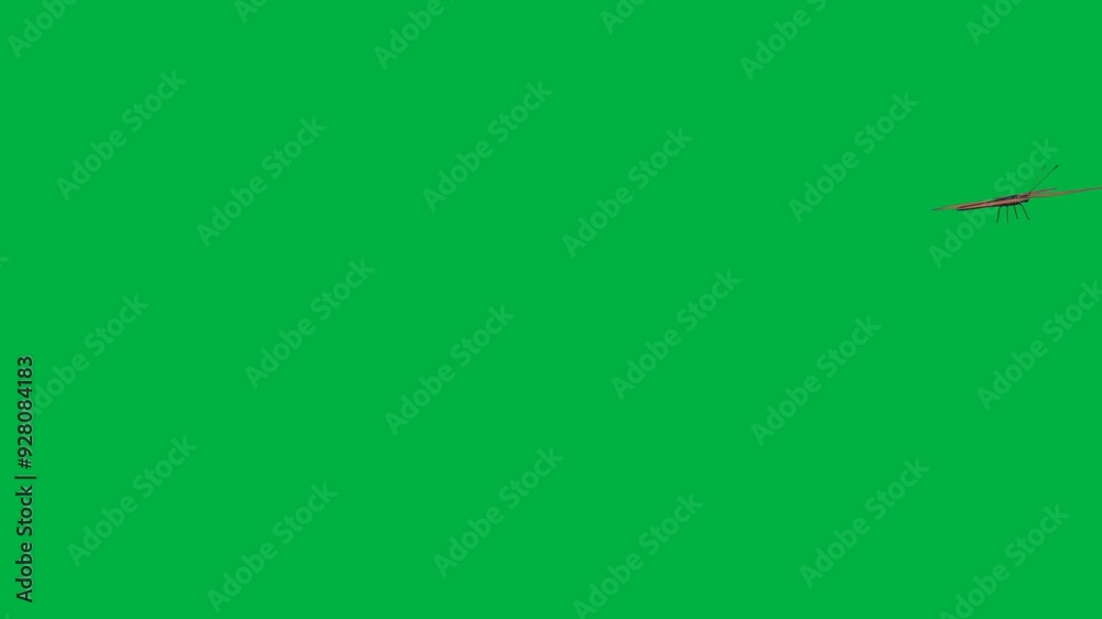 Beautiful butterfly flying past the camera on a green screen background Beautiful butterfly flying past the camera on a green screen background