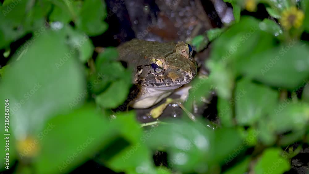 Giant River Frog (Limnonectes leporinus) hiding in the grass. Close up Asian Grass Frog (Fejervarya limnocharis) in tropical jungle rainforest, Malaysia Giant River Frog (Limnonectes leporinus) hiding in the grass. Close up Asian Grass Frog (Fejervarya limnocharis) in tropical jungle rainforest, Malaysia