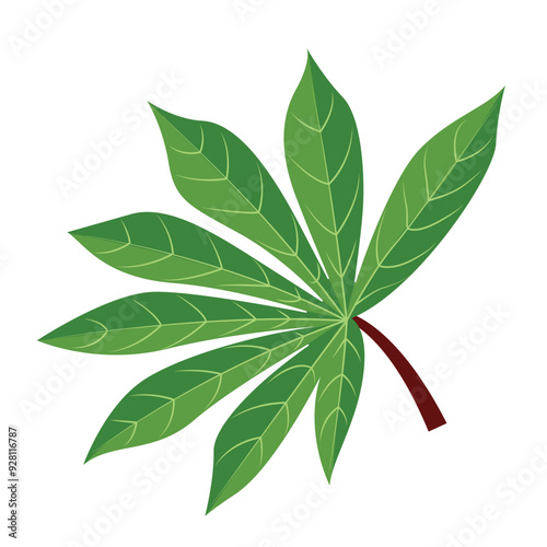 Cassava Leaves or Manihot esculenta Illustration