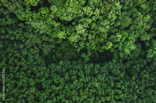 Aerial view of dark green forest with misty clouds