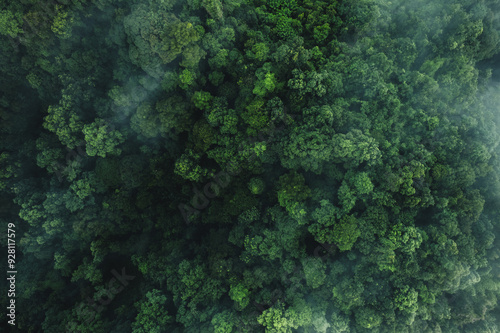 Aerial view of dark green forest with misty clouds