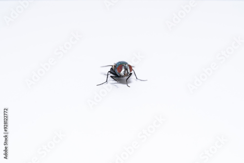 Fly with deatails on with background 