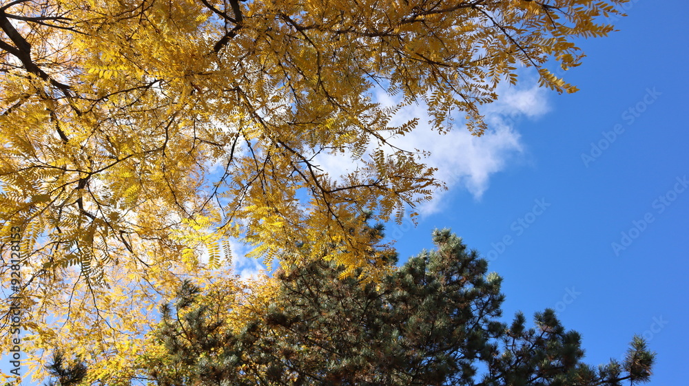 Fototapeta premium Autumn Fall October in Canada maple leaves trees yellow red green colorful