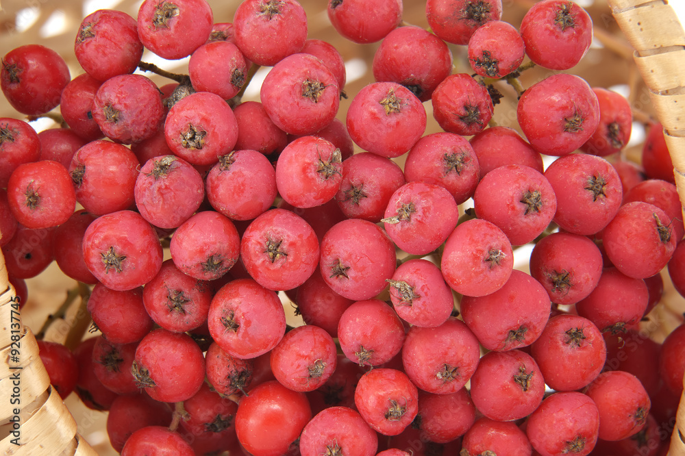 Vibrant red rowan berries, highlighting nature's rich colors Vibrant red rowan berries, highlighting nature's rich colors
