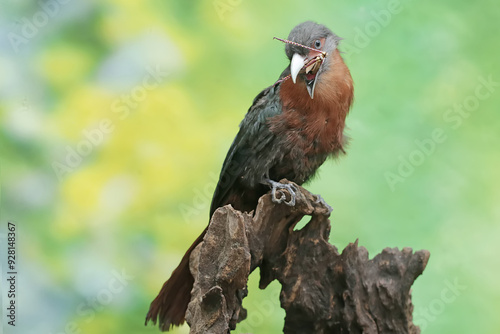 A young chestnut-breasted malkoha is preying on a grasshopper. This beautifully colored bird has the scientific name Phaenicophaeus curvirostris. photo