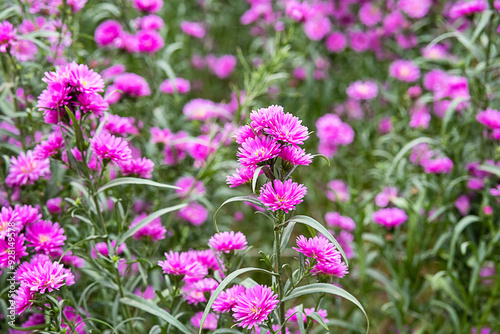 Fototapeta Naklejka Na Ścianę i Meble -  Field of vibrant pink flowers in full bloom.