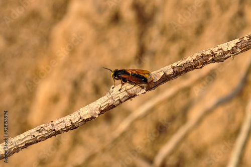 Asian hornet sits on a dry branch. Macro photo of a hornet photo