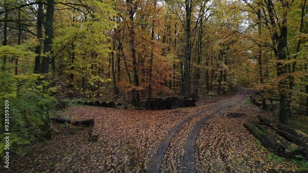 Forest in the autumn fall season, beautiful dense multicolor tree canopy Forest in the autumn fall season, beautiful dense multicolor tree canopy