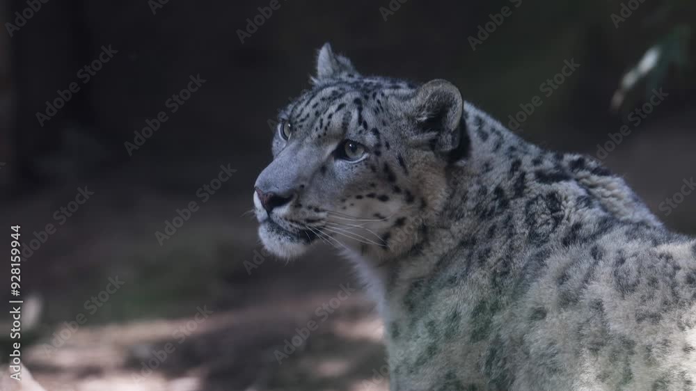 Closeup of Snow Leopard looking around smiling, scanning its surroundings. Closeup of Snow Leopard looking around smiling, scanning its surroundings.