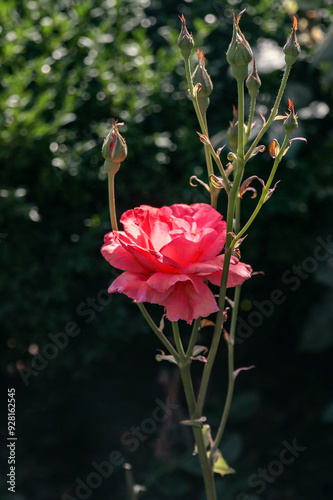 A bright pink rose on a bush in the garden. A pink rose flower on a background of green foliage. A pink rose. A close-up of a rose flower with pink inflorescences on long stems on a sunny summer day.