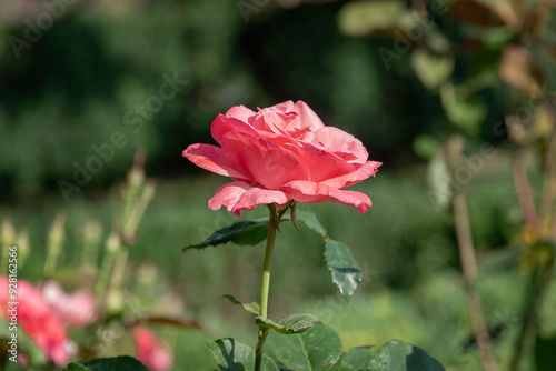A pink rose. A bright pink rose on a bush in the garden. A pink rose flower on a background of green foliage. A close-up of a rose flower with pink inflorescences on long stems on a sunny summer day.