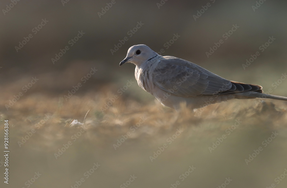 Ring necked dove standing on the ground. Bird background. Ring necked dove standing on the ground. Bird background.