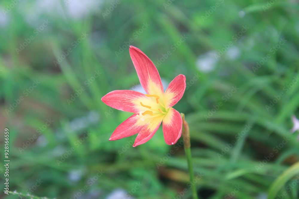 Red clay lotus or Thai lily Red clay lotus or Thai lily